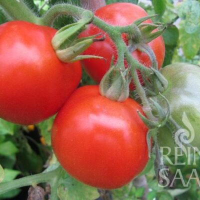 plodovi paradižnika