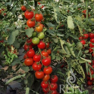 plodovi in rastlina paradižnika